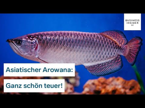 Video: Was ist sie, ein Drachenfisch (Arowana)?