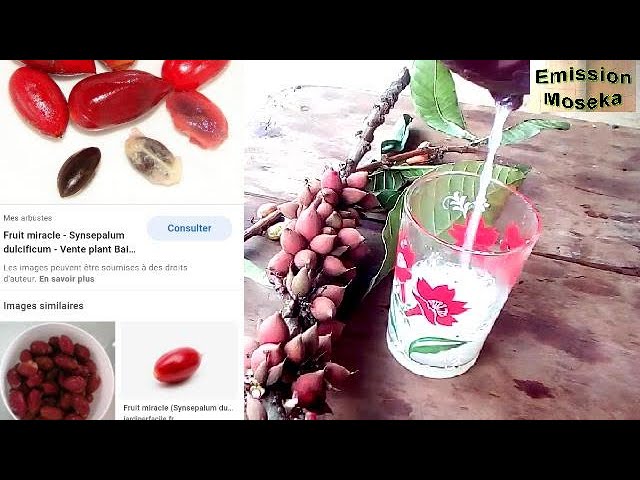 Fruit miracle - Synsepalum dulcificum - Vente plant Baie miracle