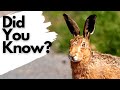 Things you need to know about HARES!