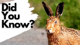 Things you need to know about BROWN HARES!