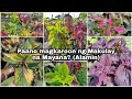 Paano magkaroon ng makulay na mayana 🌿💕