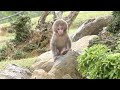 だれが見にいっても大満足!京都にいるかわいすぎる赤ちゃん猿!
