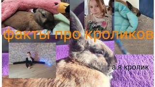 ~факты про кроликов~#бублик #животное #декоративныйкролик #кролики