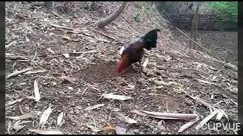Gà má mái mồi cứng - lau qaib poj dib tuaj zoo heev nawb