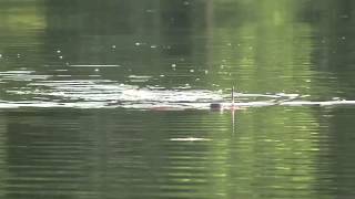 Field test of gliding robotic fish: Automated sampling of multiple water columns