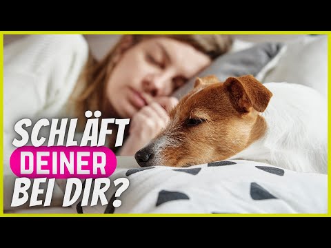 Video: Warum ich mit einem schnarchenden Hund schlafen möchte