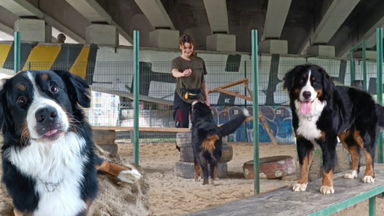 Екатеринбург | Бернский зенненхунд на собачьей площадке.