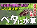 ベタに水草ってどうなの?おすすめの水草5選も紹介【ベタ初心者】