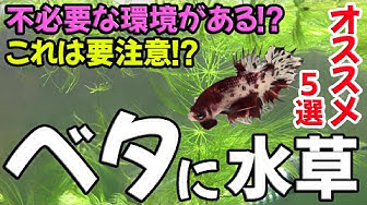 水草 Youtube