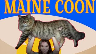 maine coon cat | maine coon cat details in hindi | maine coon kitten @thepetguy