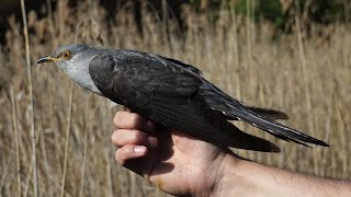 Kukačka obecná (Cuculus canorus) Common cuckoo, Kuckuck, Обыкновенная кукушка, Kukułka zwyczajna