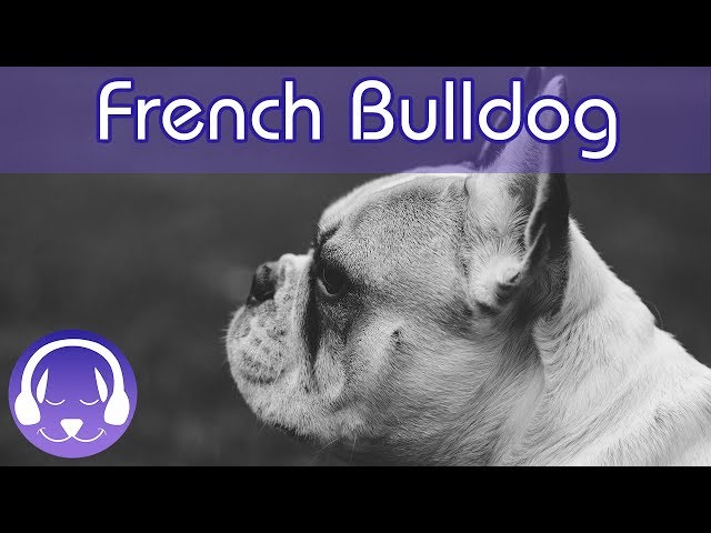 Music for French Bulldogs! Keep Your Frenchie Calm and Relaxed with this Soothing Music! class=