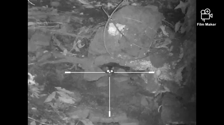 Sharp eye Matthews rat shooting with air rifle vol...