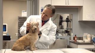 Welcome to East Bay Veterinary Hospital