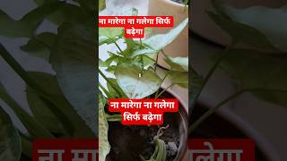 सिंगोनियम प्लांट की ग्रोथ कैसे बढ़ाए ❤️☘️❤️☘️