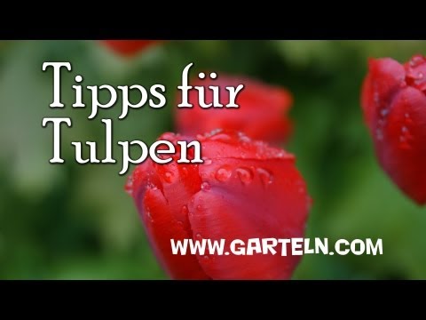 Video: Tulpenanbau Im Gewächshaus (19 Fotos): Welche Krankheiten Können Beim Treiben Auftreten? Wie Viele Tulpen Wachsen? Fütterungsregeln