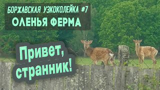 ⛺ Боржавская узкоколейка #7. Оленья ферма