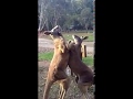 Kangaroo youngsters fight