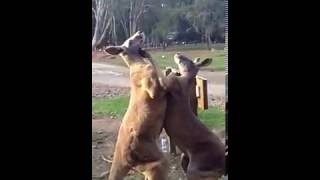 Kangaroo youngsters fight
