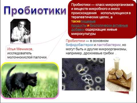 Video: „Lactobifid” Pentru Pisici: Indicații, Caracteristici, Aplicare