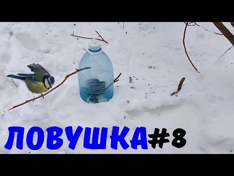 Самая простая ловушка на птичку#8