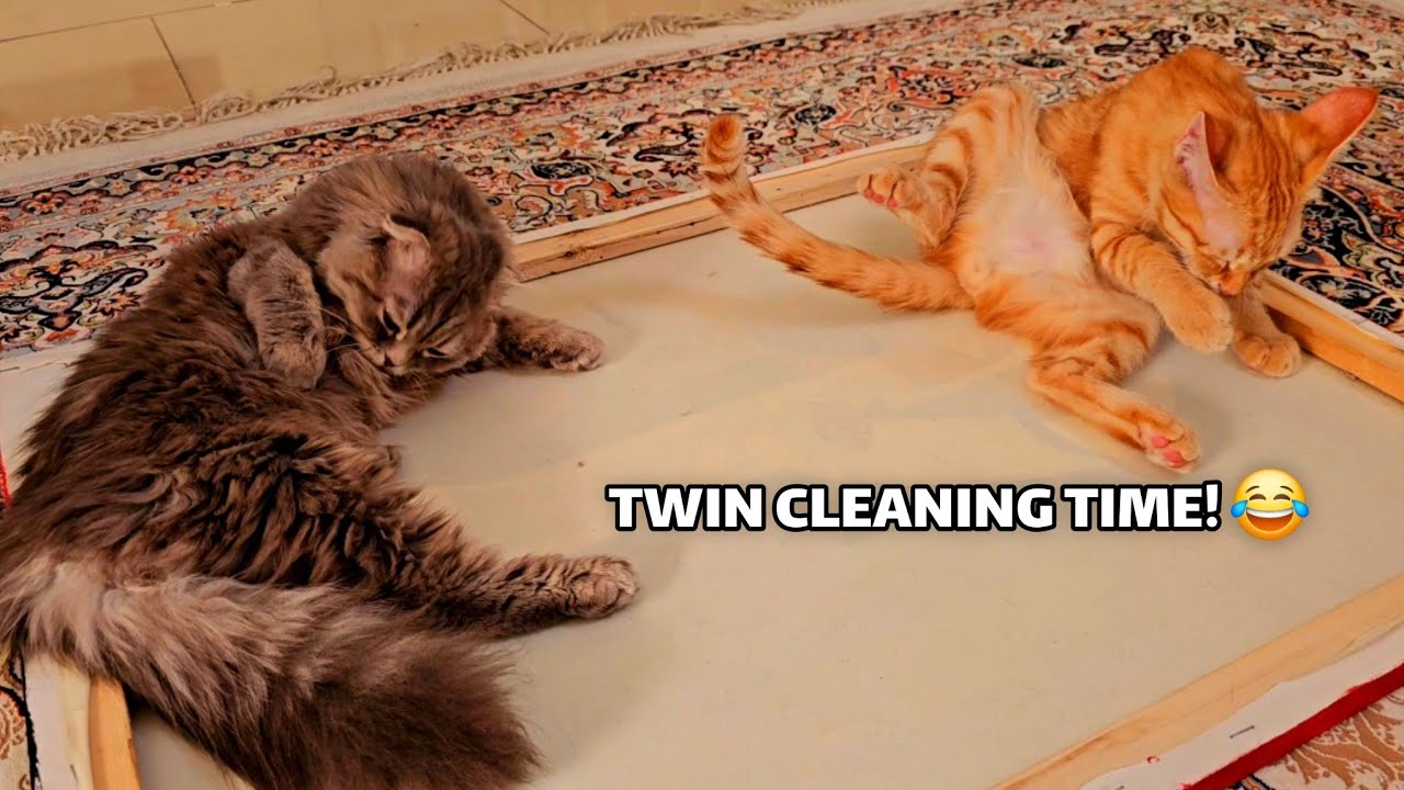 😺Synchronized cleaning mode: ON 😂
