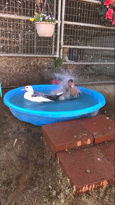Slow Motion Pet Ducks Splashing Water #shorts - YouTube