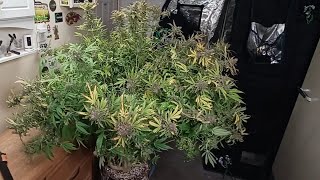 Runtz Feminized PEV Seeds harvest day medical cannabis Happy Holidays