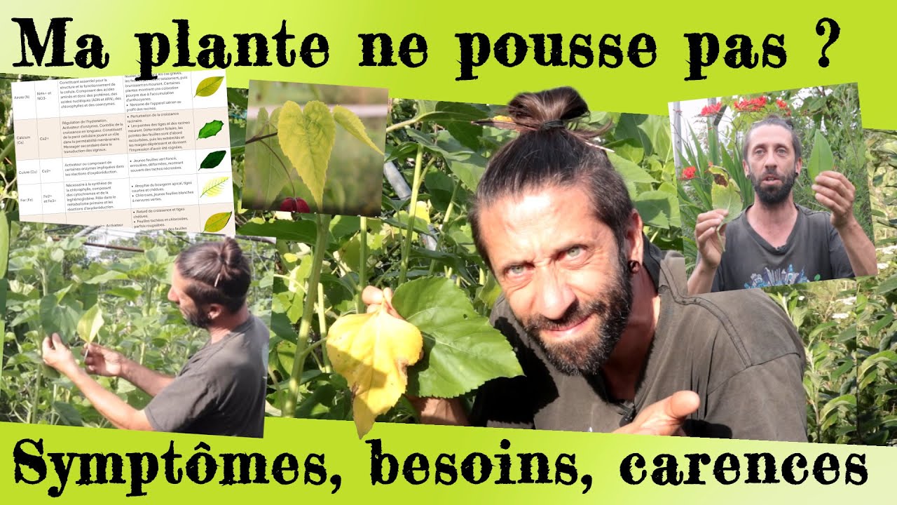 Ma plante ne pousse pas ! Besoins, symptômes, carences