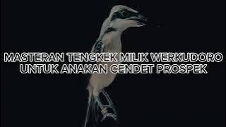 MASTERAN TENGKEK BUTO WERKUDORO ❗Dengan Jeda 10 Detik