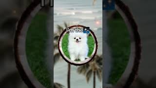 #funny #memes #dog #coconut