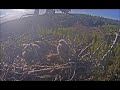 Jūras ērglis ~ Baby Hawk Brought In Live In Latvian White-tailed Eagles  Nest! 5.18.20