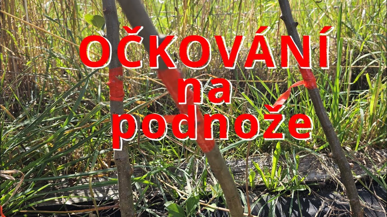 Roubování Ovocných Stromů: Třešeň, Jabloň, Ořech! 🌳 Postup pro NASA! 🛰️ 