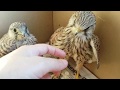 Сокол пустельга. Реабилитация птиц. Kestrel. Rehabilitation of birds