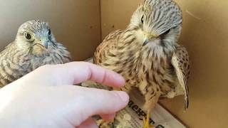 Сокол пустельга. Реабилитация птиц. Kestrel. Rehabilitation of birds