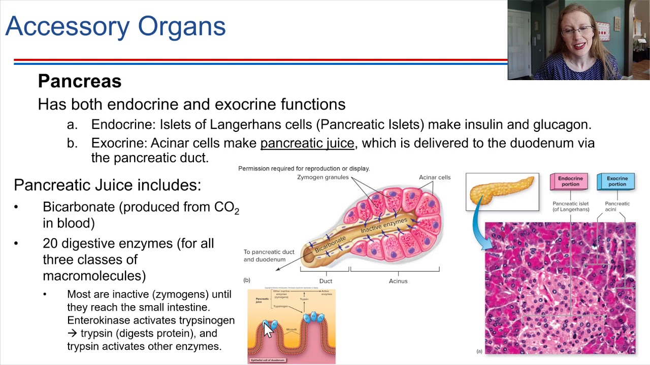 Bio18 Ch18 The Digestive System part10 - YouTube