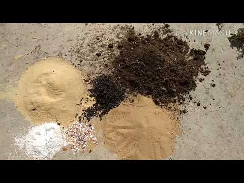 فيديو: تربة أنثوريوم: ما هو تكوين التربة النهائية اللازمة لزرعها؟ كيف تصنع الركيزة بيديك في المنزل؟