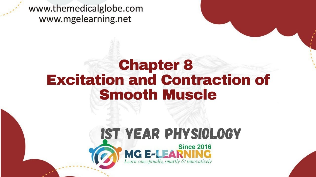 Excitation And Contraction Of Smooth Muscle |Chapter 8| |Nerve and ...