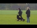 Vongalanberg Kai Obedience at GSDL-WDG UK National Championships Vongalanberg Kai Obedience at GSDL-WDG UK National Championships