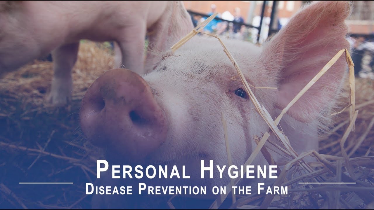 Disease Prevention on the Farm Personal Hygiene YouTube
