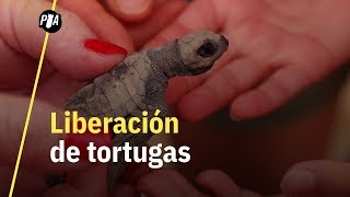 ¿Cómo rescatan tortugas marinas en México? Fuimos a Puerto Vallarta para responderlo