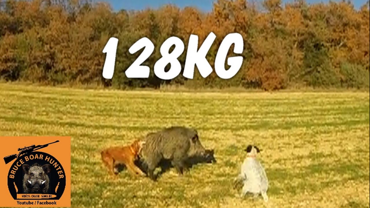 Gros sanglier : 128KG / BIG WILD BOAR - YouTube Gros sanglier : 128KG / BIG WILD BOAR - YouTube
