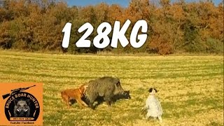 Gros sanglier : 128KG / BIG WILD BOAR