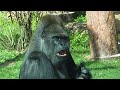 Равнинные гориллы: корм и власть 🦍
