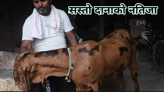 लोकल बाख्रा पनि बोयर भन्दा कम छैन||लोकल दानामा दम छ||सीरोही बाख्रा