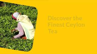 A Tea Lovers Guide To Ceylon Tea Discover The Beauty Of Pure Ceylon Tea