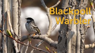 Blackpoll Warbler: Mighty Migrant