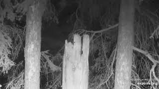 Great Gray Owl Hoots 22Feb2020