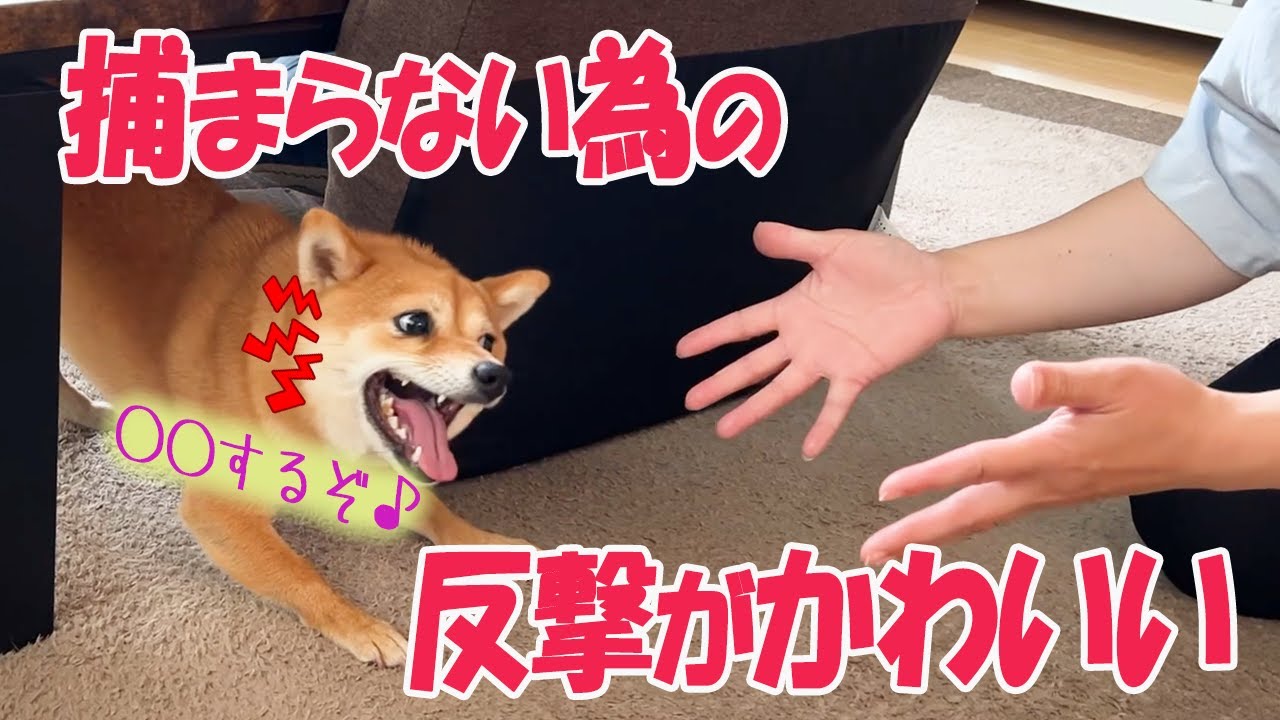捕まらない為の反撃する豆柴がかわいい Youtube