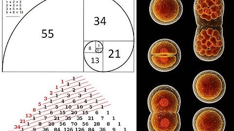 CELL DIVISION and Fibonacci sequence...